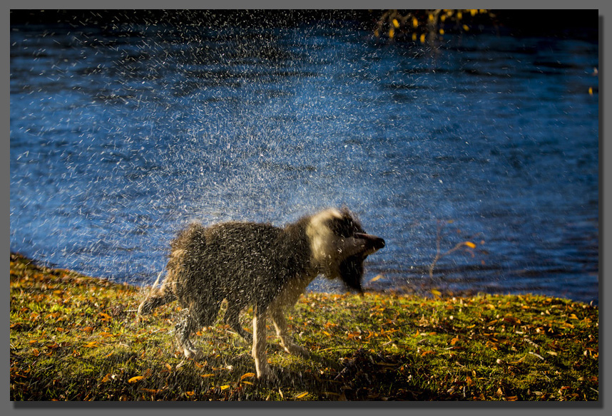 Dog Shaking Photo